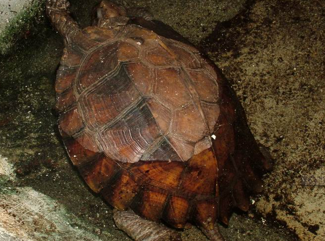 龟龟饲养小攻略：锯缘闭壳龟每天都需要喂吗？