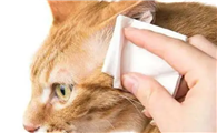 「奇妙の猫咪物语」小猫耳螨要连续用药多久，猫耳螨要连续用药几天