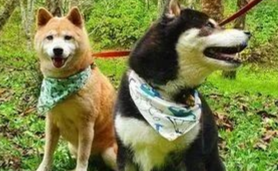 13岁柴犬失智后，连走路都忘了，却依然记得接妈妈回家…