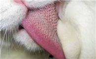 猫的舌头有多长？铲屎官有没有量过呢？