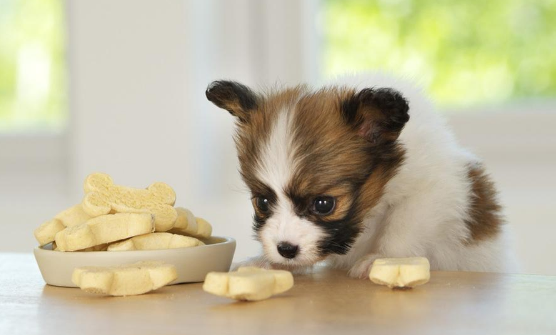 狗狗吃零食的正确方式，你get到了吗？