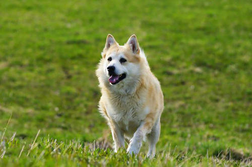 挪威布哈德犬的挑选指南，你想要的都在这里