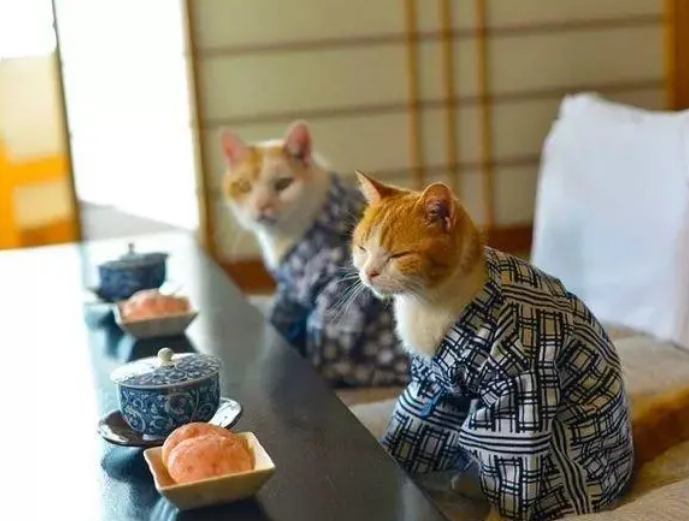 科普，猫咪为什么要用猫砂？