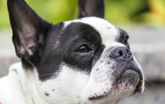 如果想养一只波士顿梗犬，请先了解它的缺点！