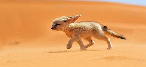 怎样分辨极地狐和沙漠狐？方法其实很简单！