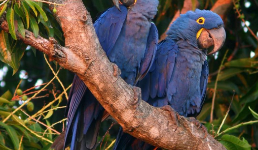 紫蓝金刚鹦鹉的叫声为什么这么好笑啊！