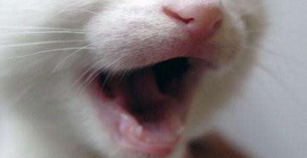 小猫什么时候长牙？你们知道吗？