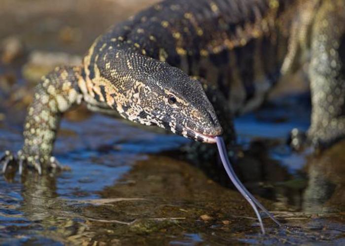 这篇文章带你了解非洲大陆上的冷酷猎手——尼罗河巨蜥