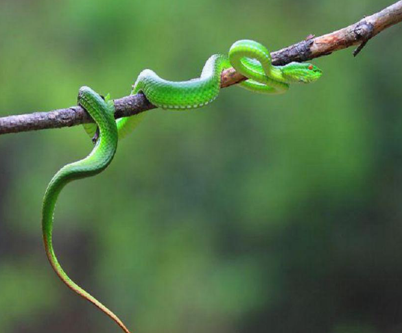 有着书卷气的竹叶青蛇，竟是“蛇蝎美人”！