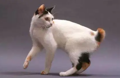 日本短尾猫身上有小疙瘩，是什么原因导致的？