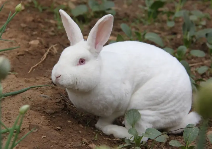 想知道英种小型兔寿命多久，看这篇文章