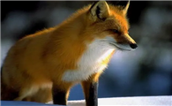 美丽的变种狐狸——彩狐，快来认识一下吧！