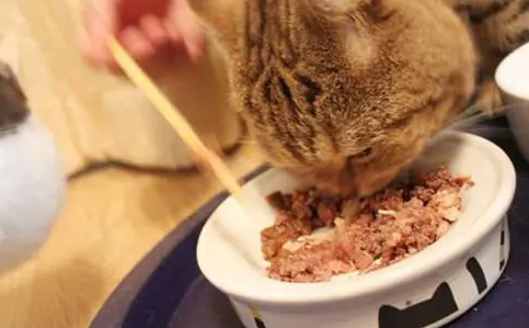 猫咪吃零食罐头不好吗，答案是否定的