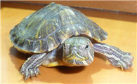中国特有种艾氏拟水龟的科普知识，一定要看！