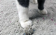 猫砂有多重要？能直接影响猫咪健康！