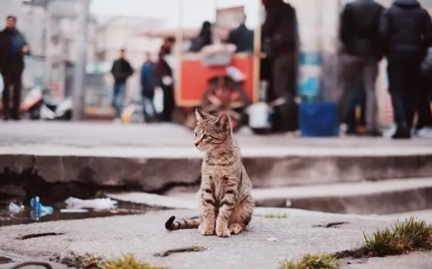 家养的猫咪只吃肉食，不吃猫粮，怎么办？