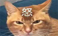 网红敦敦猫因胰腺炎离世，猫咪胰腺炎和肠胃炎有何区别？