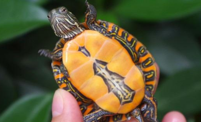开眼界啦！你认识红纹锦龟吗？
