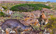 米诺卡岛兔王，一种已经灭绝的巨兔