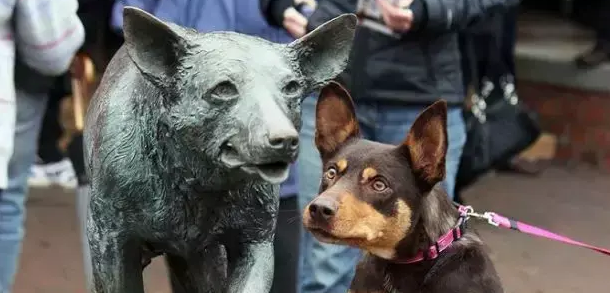 一只不会在羊身上奔跑的狗，不是好的牧羊犬！