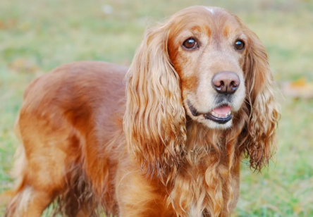 英国可卡犬和美国可卡犬有啥区别，你了解过吗？