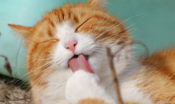 猫咪咕咕咕的叫声是什么意思？它在表达这几种意思