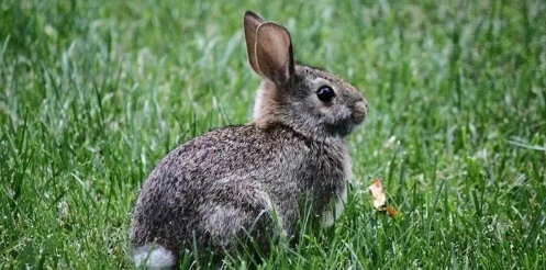 喜欢独居的海南兔，平时都吃什么呢？