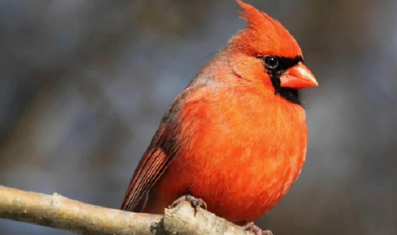 “愤怒的小鸟”原型——红衣主教鸟来了解一下！