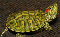 南美彩龟和密西西比红耳龟区别是什么？
