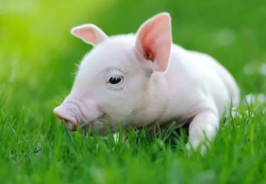 林可霉素—被养猪户低估的好药
