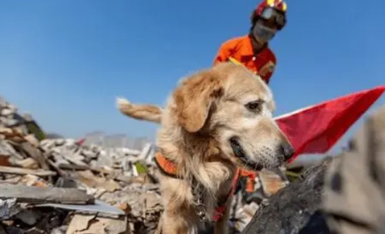 让全网心疼的搜救犬“图图”终于退役了，领养人：我等了它6年