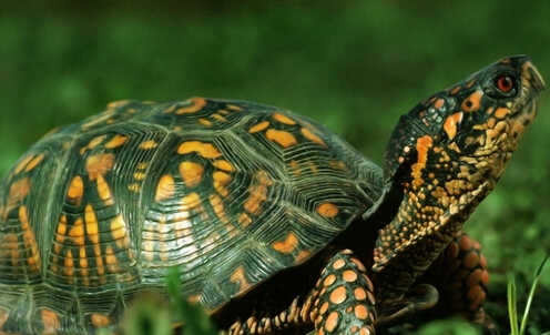 巴西红耳龟吃什么食物才能长得快？感兴趣的学习一下！