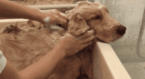 狗狗害怕洗澡？其实是你方法没掌握