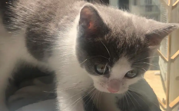 猫吃鹌鹑有什么功效？具体有这些