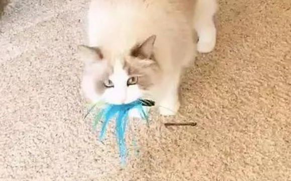 猫咪咬着玩具一直叫唤怎么办？最后一种情况需注意