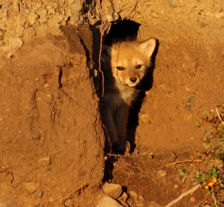 关于南美灰狐的科普小知识你知道吗？