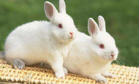 中国白兔生病怎么办？这篇文章给你答案！