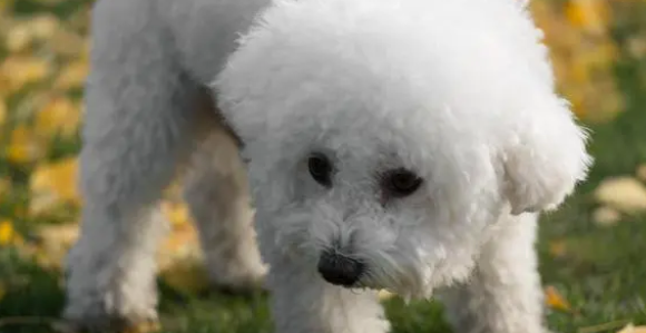 2个月比熊犬怎么看纯不纯？方法在这里