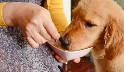 狗能吃阿莫西林消炎吗？有事吗