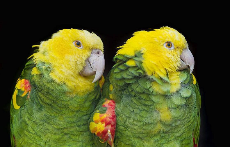一份关于双黄头亚马逊鹦鹉的科普，请观阅~
