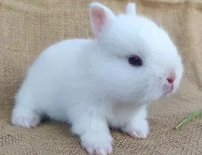 大耳白兔喜欢吃什么，饲主看看吧