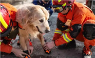 搜救犬养成狗狗是如何训练的2021四川成都派摩带来最新宠物科普