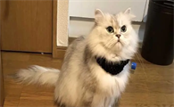 给金吉拉猫剪毛的方法，铲屎官们快学一下！