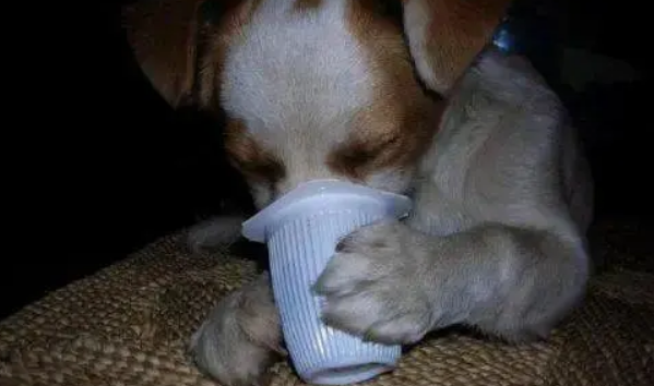 宠物狗喝酸奶有哪些好处？其实一共有五种，你都了解过吗？