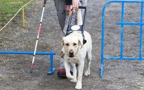 今日科普：导盲犬是怎么被选出来的？