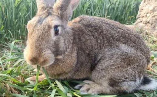 想了解史氏岩兔的寿命有多长？一文替你解答！