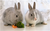 兔子吃白萝卜，原来还有这些讲究