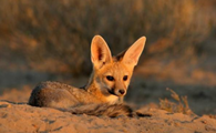 世界上十只最漂亮的狐狸，南非狐名列其中！