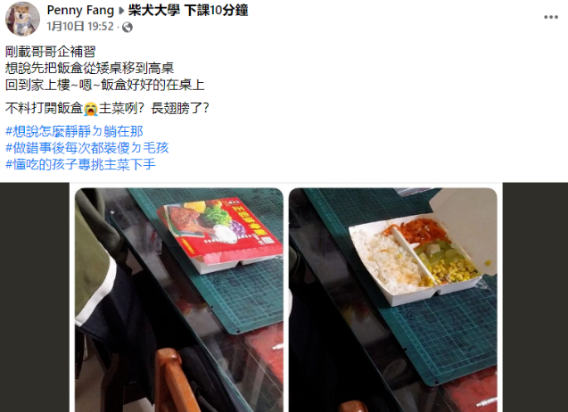 被主人“欺压”已久的柴犬终于翻身做老大了