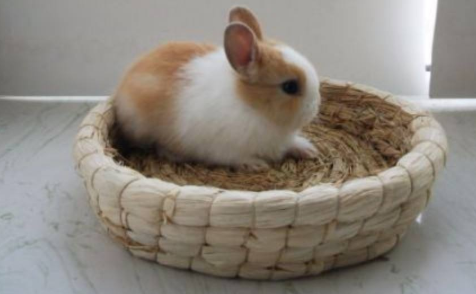 荷兰侏儒兔能长多大 ，想了解可以看看此文~